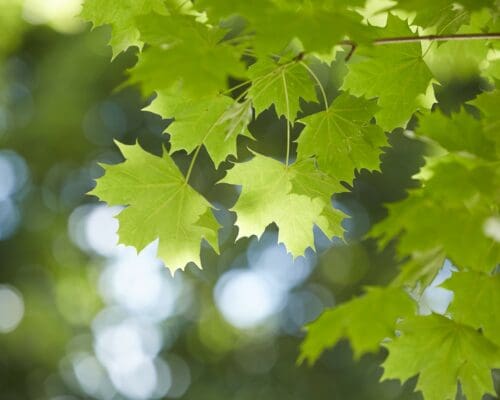 Summer Leaves in Mankato